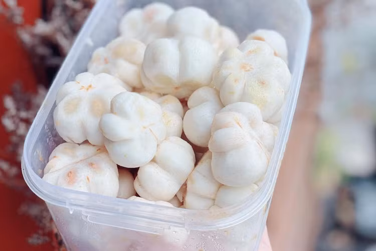 Mang cut xanh nua trieu dong/kg dang gay sot co gi dac biet?-Hinh-5