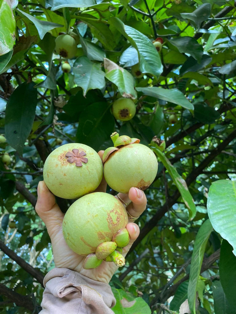 Mang cut xanh nua trieu dong/kg dang gay sot co gi dac biet?-Hinh-6