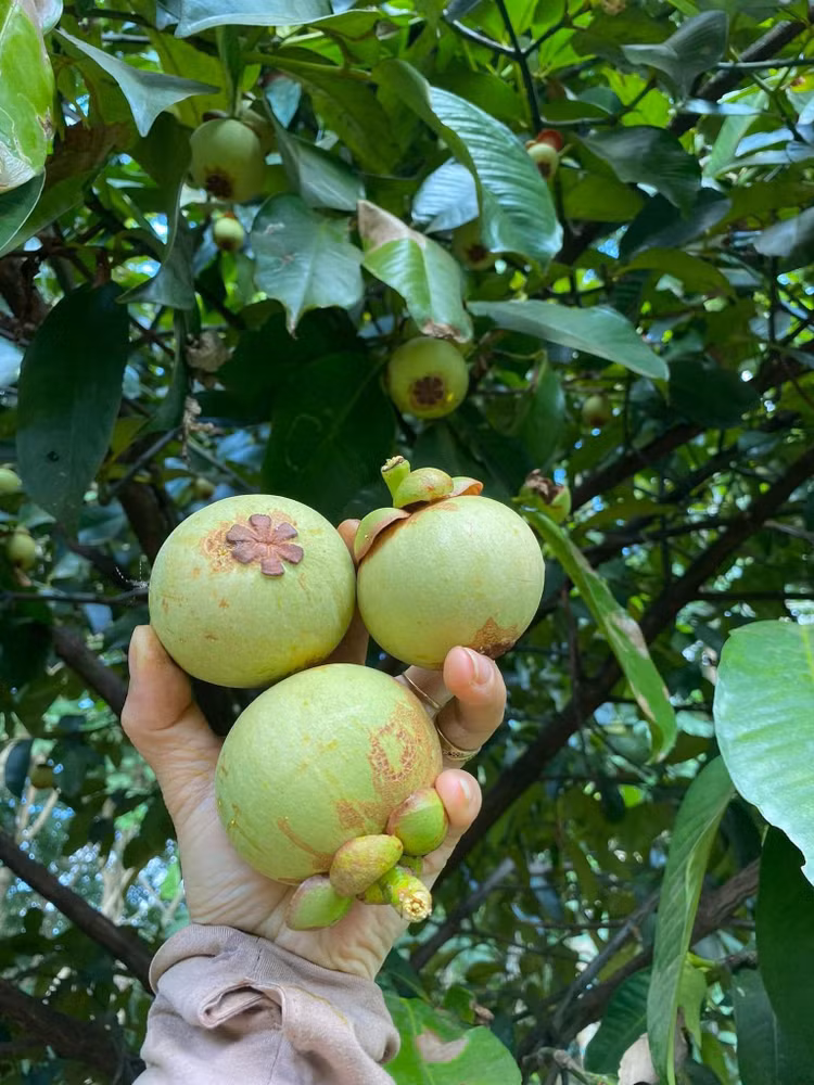 Mang cut xanh nua trieu dong/kg dang gay sot co gi dac biet?-Hinh-6