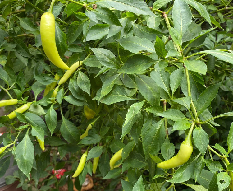 Can canh nha vuon 1.000m2 “thang canh co bay” cua NSND Thanh Hoa-Hinh-5