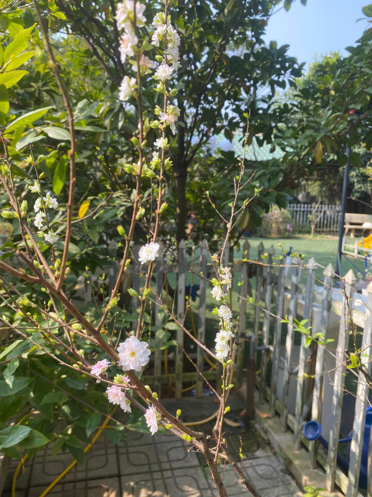 Can canh nha vuon 1.000m2 “thang canh co bay” cua NSND Thanh Hoa-Hinh-11