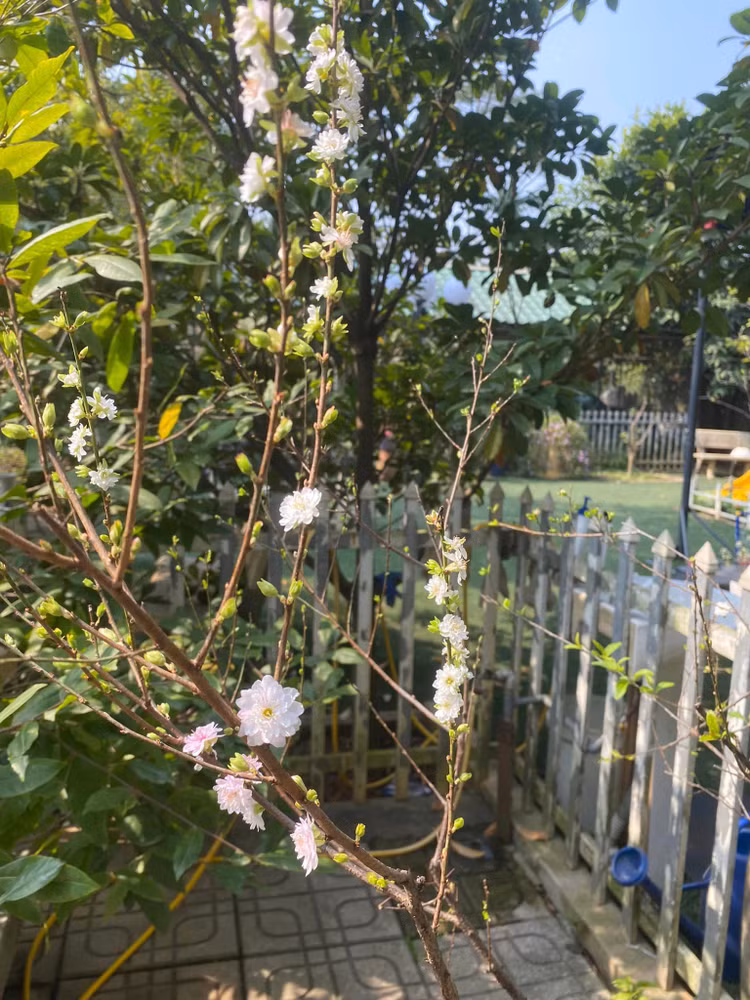 Can canh nha vuon 1.000m2 “thang canh co bay” cua NSND Thanh Hoa-Hinh-11