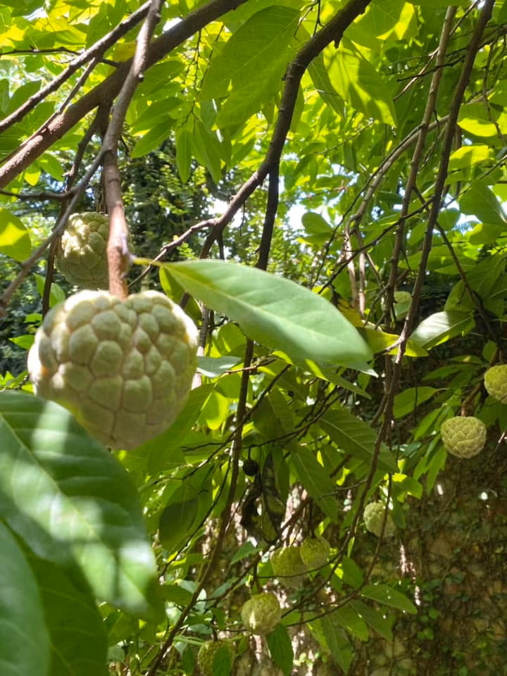 Can canh nha vuon 1.000m2 “thang canh co bay” cua NSND Thanh Hoa-Hinh-4