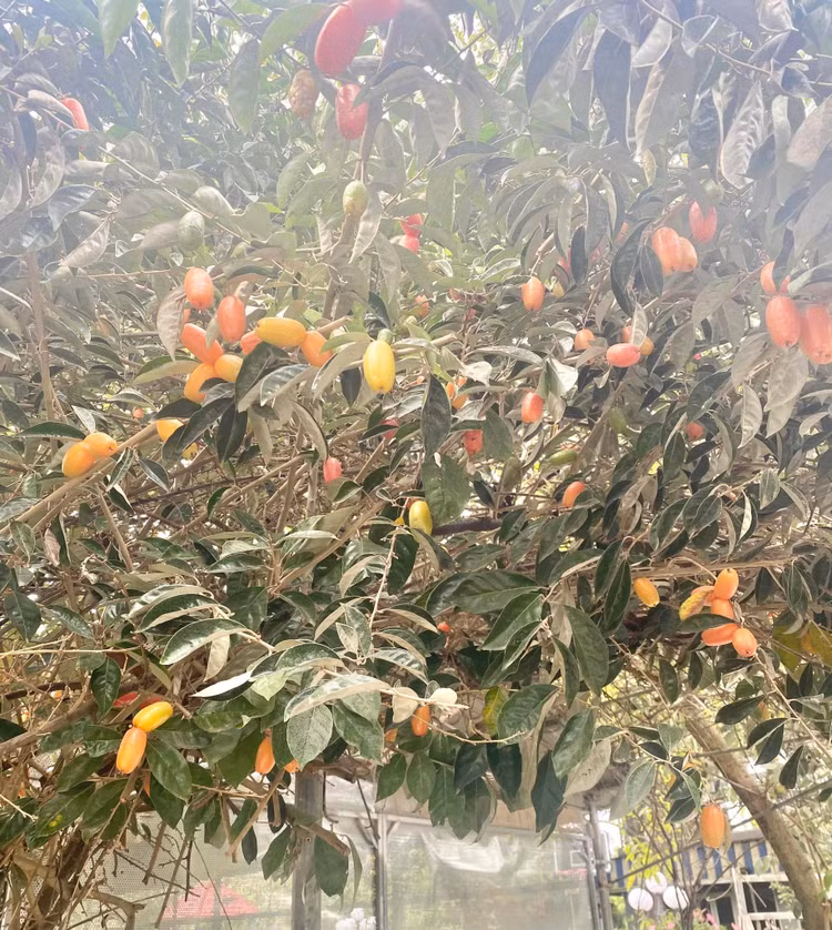 Can canh nha vuon 1.000m2 “thang canh co bay” cua NSND Thanh Hoa-Hinh-9