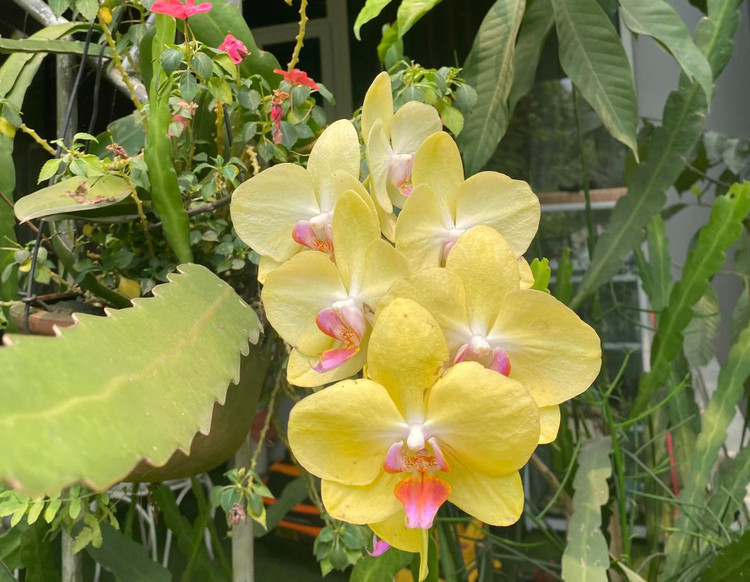 Can canh nha vuon 1.000m2 “thang canh co bay” cua NSND Thanh Hoa-Hinh-8