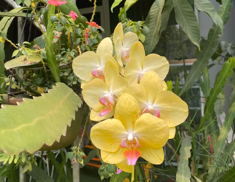 Can canh nha vuon 1.000m2 “thang canh co bay” cua NSND Thanh Hoa-Hinh-8