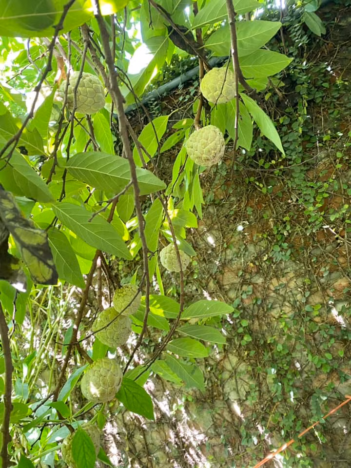 Can canh nha vuon 1.000m2 “thang canh co bay” cua NSND Thanh Hoa-Hinh-3