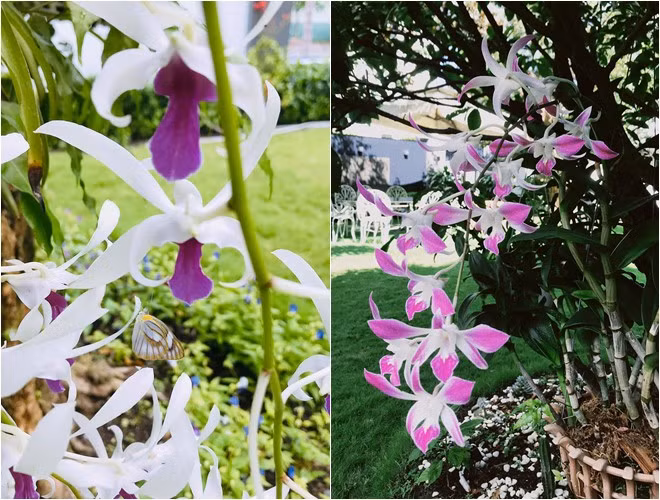 Man nhan biet thu ngap hoa cua dien vien Quoc Truong o Can Tho-Hinh-7