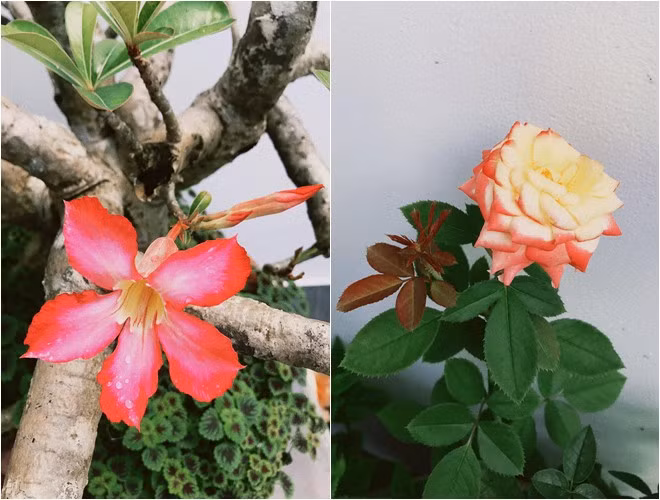 Man nhan biet thu ngap hoa cua dien vien Quoc Truong o Can Tho-Hinh-8