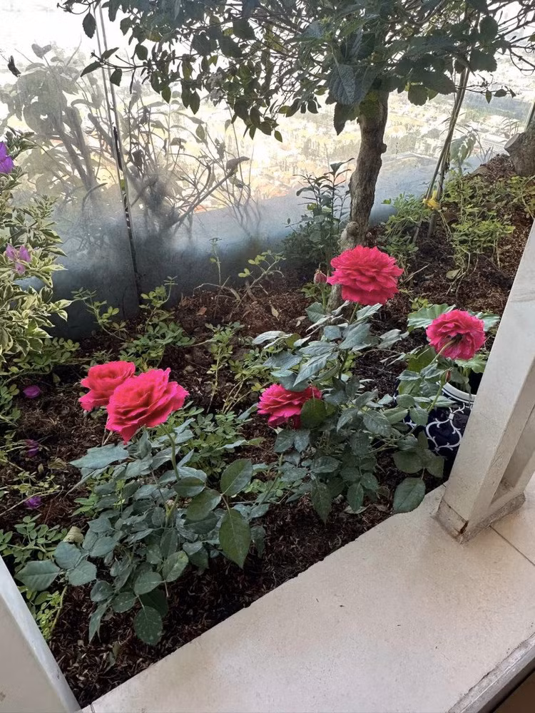 Xuyt xoa biet thu dang cap dep nhu mo cua Hoa hau Thu Hoai-Hinh-4