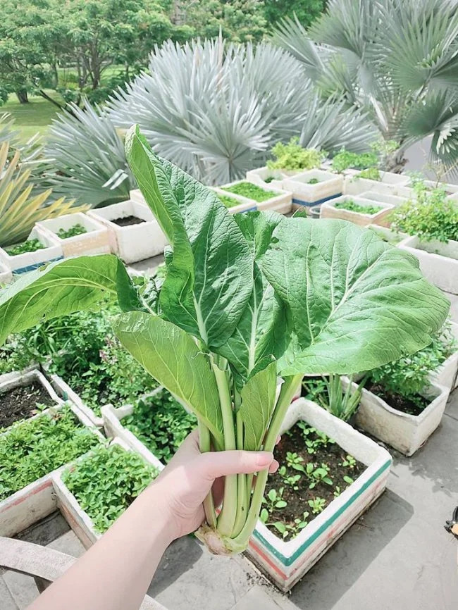 Co ngoi 2 mat tien do so cua Bao Thy va chong dai gia-Hinh-12