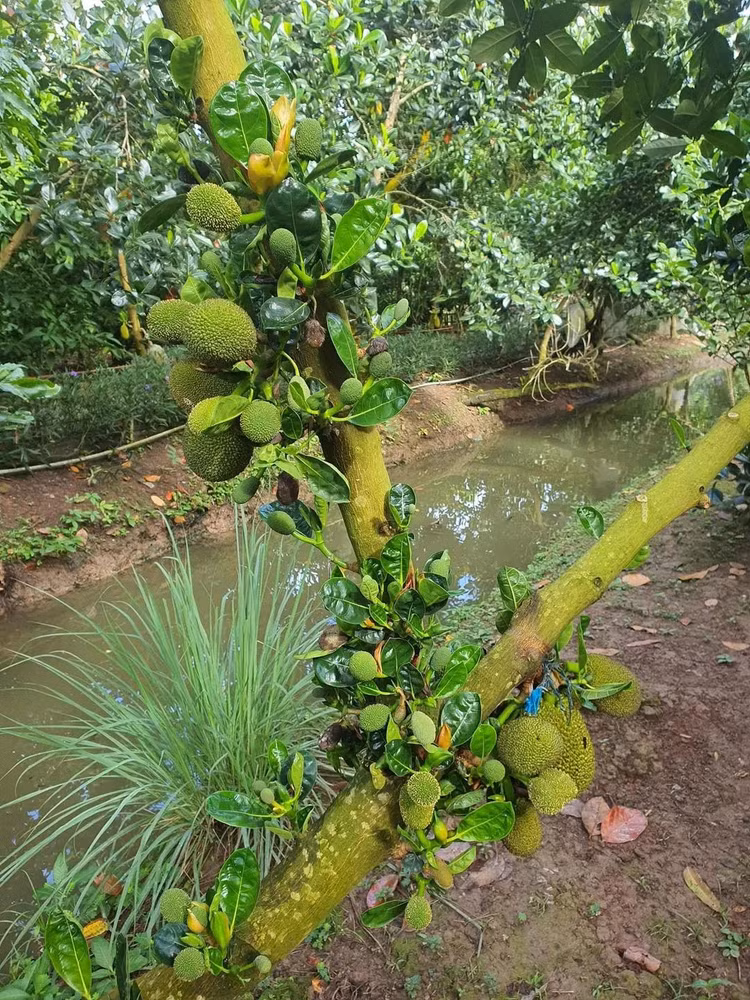 Choang ngop khu sinh thai 50.000m2 cua dien vien Van Trang-Hinh-11