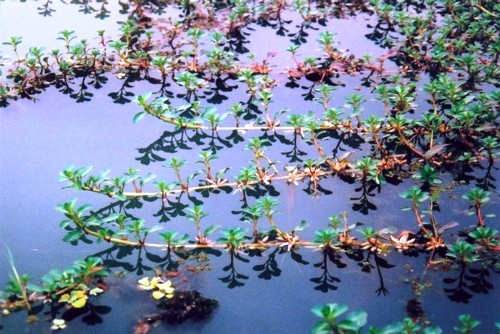 3 loai rau dai cho lon an thanh dac san “dat nhu tom tuoi“-Hinh-3