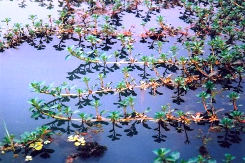 3 loai rau dai cho lon an thanh dac san “dat nhu tom tuoi“-Hinh-3