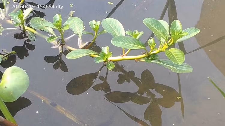 3 loai rau dai cho lon an thanh dac san “dat nhu tom tuoi“-Hinh-2