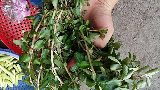 3 loai rau dai cho lon an thanh dac san “dat nhu tom tuoi“-Hinh-4