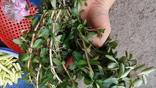 3 loai rau dai cho lon an thanh dac san “dat nhu tom tuoi“-Hinh-4