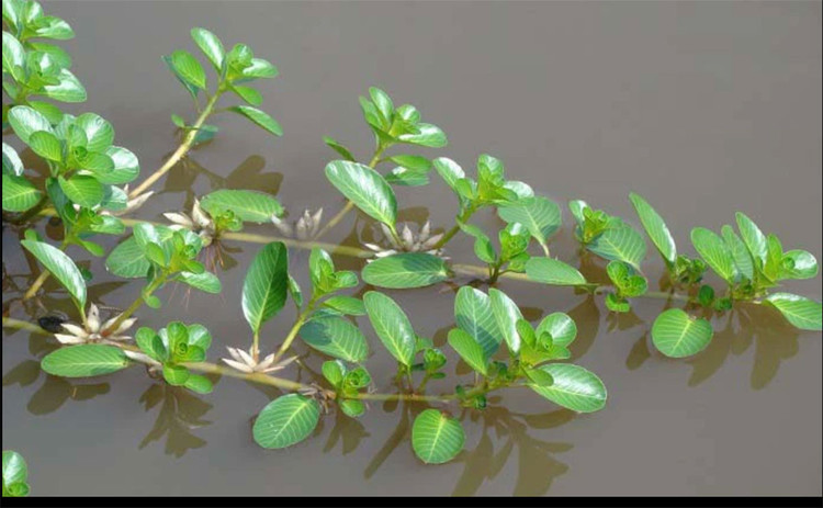 3 loai rau dai cho lon an thanh dac san “dat nhu tom tuoi“