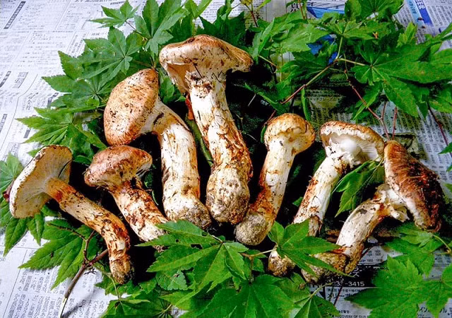 3 loai nam dat do nha giau chi “nui tien” thuong thuc-Hinh-6