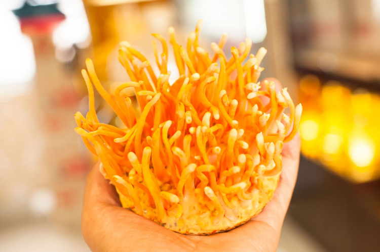 3 loai nam dat do nha giau chi “nui tien” thuong thuc-Hinh-9