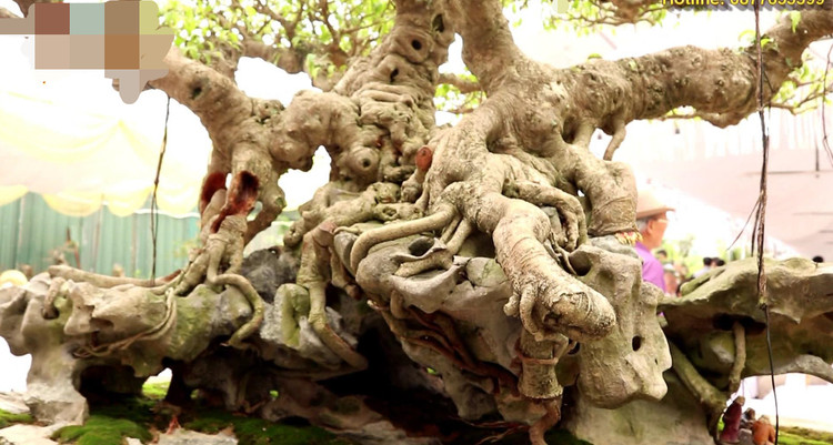 Chiem nguong sanh co tram tuoi 70 ty dai gia tu choi ban-Hinh-9