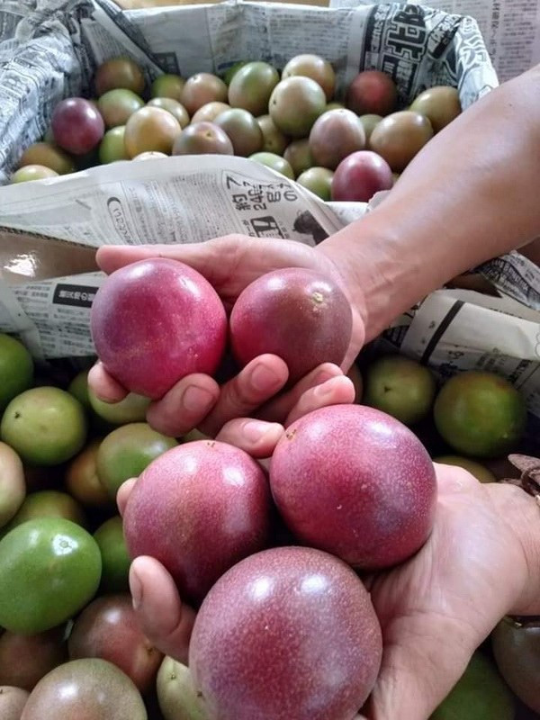 4 loai qua xua leo hang rao thanh dac san “chay hang“-Hinh-5