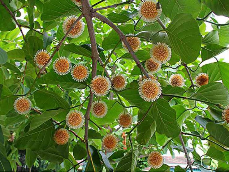 4 loai qua xua leo hang rao thanh dac san “chay hang“-Hinh-11