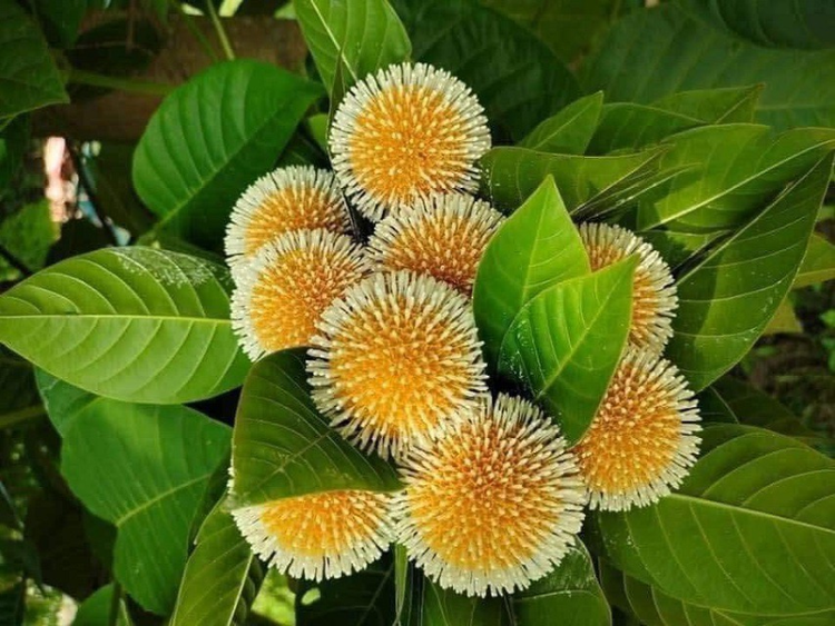 4 loai qua xua leo hang rao thanh dac san “chay hang“-Hinh-10