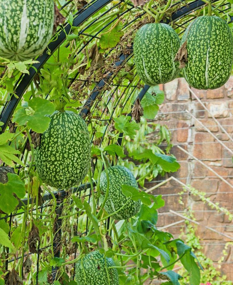 4 loai qua xua leo hang rao thanh dac san “chay hang“