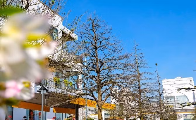 Can canh vuon mai co tram ty cua dai gia An Giang-Hinh-10