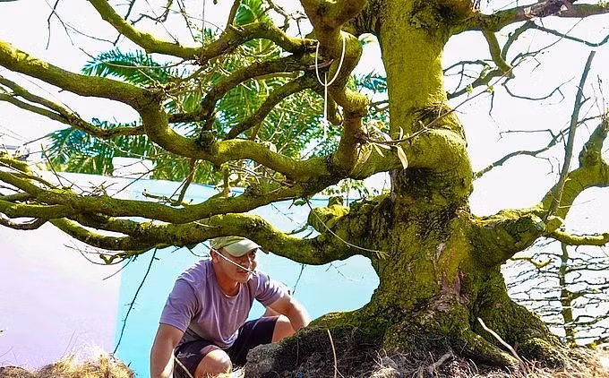 Can canh vuon mai co tram ty cua dai gia An Giang-Hinh-8