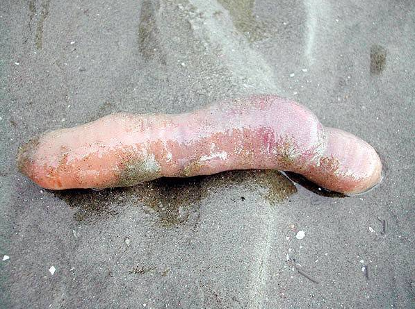 3 dac san tien trieu khien khach do mat vi hinh dang nhay cam-Hinh-3