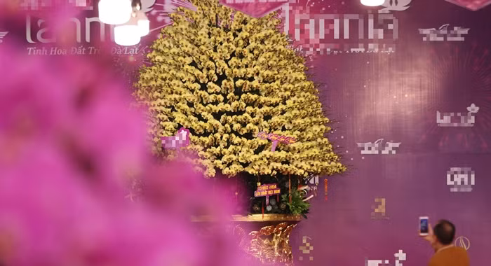 Tan muc chau lan dat vang gan 4 ty gay sot thi truong-Hinh-10