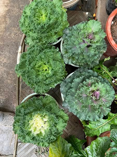 Hoa hong bap cai doc la gay sot thi truong Tet 2025-Hinh-7