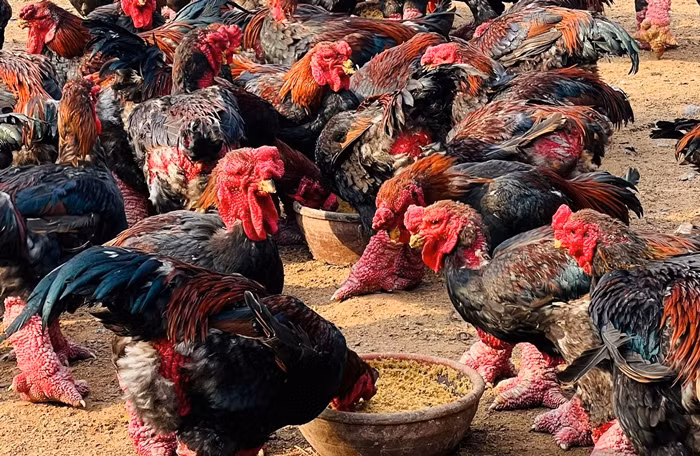 Can canh giong ga tien vua hut khach nuoc ngoai mua bieu Tet