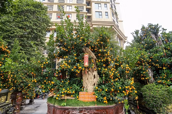 Quat khong lo tram trieu hut nha giau choi Tet 2025-Hinh-5