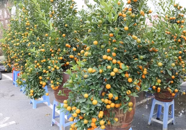 Quat khong lo tram trieu hut nha giau choi Tet 2025-Hinh-10