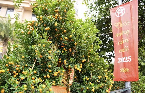 Quat khong lo tram trieu hut nha giau choi Tet 2025-Hinh-2