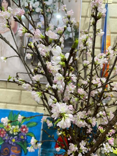 Hoa nhap khau gia re hut khach choi Tet 2025-Hinh-5