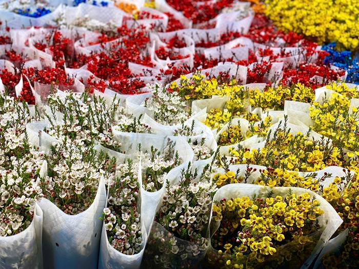 Hoa nhap khau gia re hut khach choi Tet 2025-Hinh-9