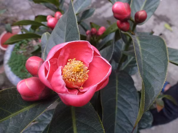 8 loai hoa “chieu tai, don loc” nen trung trong nha-Hinh-7