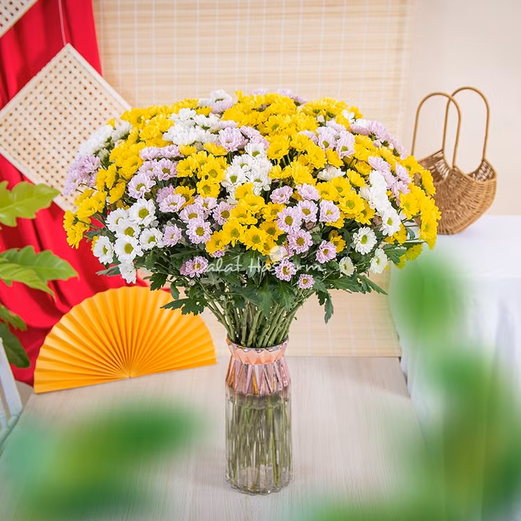 8 loai hoa “chieu tai, don loc” nen trung trong nha-Hinh-6