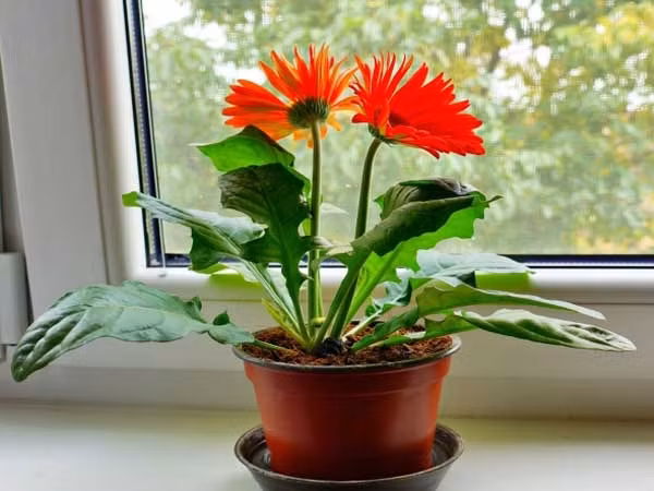 8 loai hoa “chieu tai, don loc” nen trung trong nha