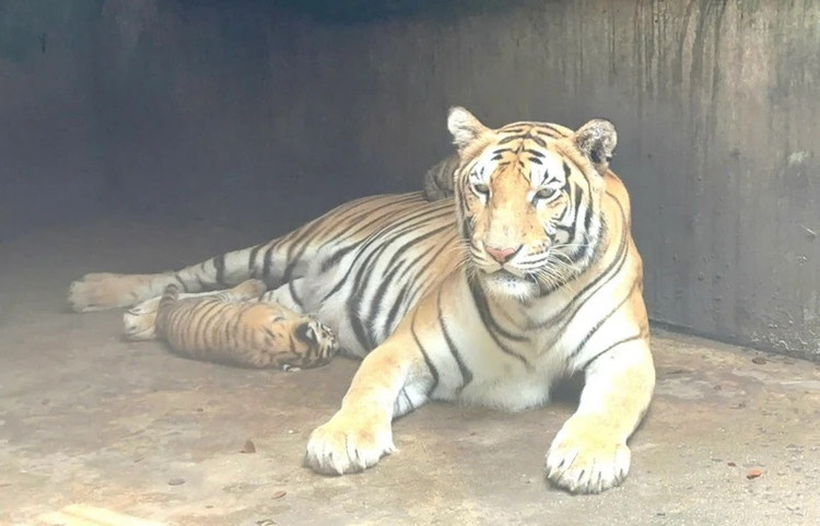 Lam ro nguyen nhan ho chet hang loat tai Khu du lich Vuon Xoai