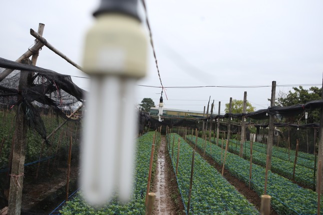 1001 kieu chong ret cho cay canh cho don Tet cua nong dan Viet-Hinh-8