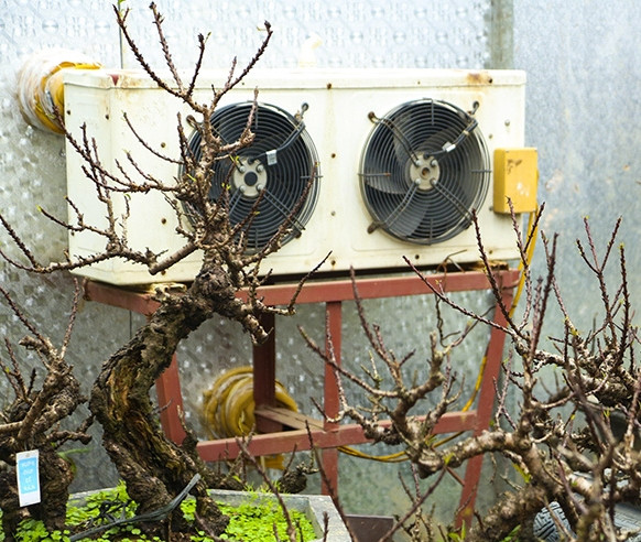 1001 kieu chong ret cho cay canh cho don Tet cua nong dan Viet-Hinh-2