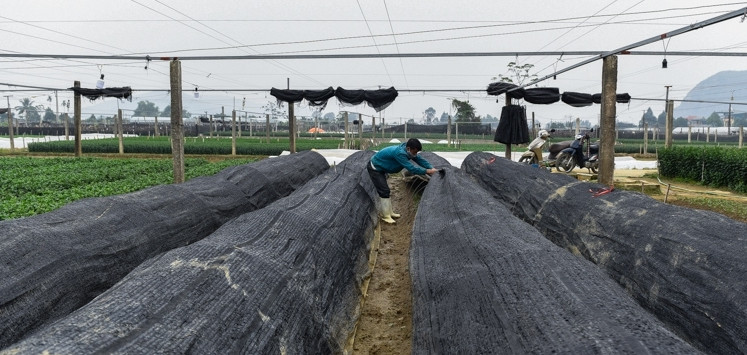 1001 kieu chong ret cho cay canh cho don Tet cua nong dan Viet-Hinh-11