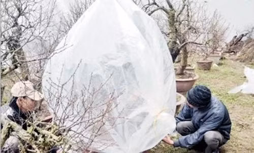 1001 kieu chong ret cho cay canh cho don Tet cua nong dan Viet-Hinh-5