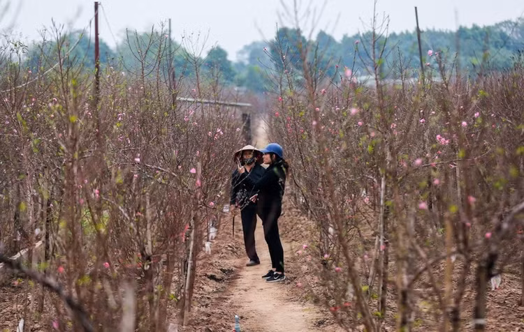 Dao Nhat Tan roi vuon xuong pho don khach choi Tet Giap Thin 2024-Hinh-10