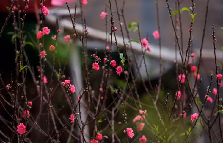 Dao Nhat Tan roi vuon xuong pho don khach choi Tet Giap Thin 2024-Hinh-5